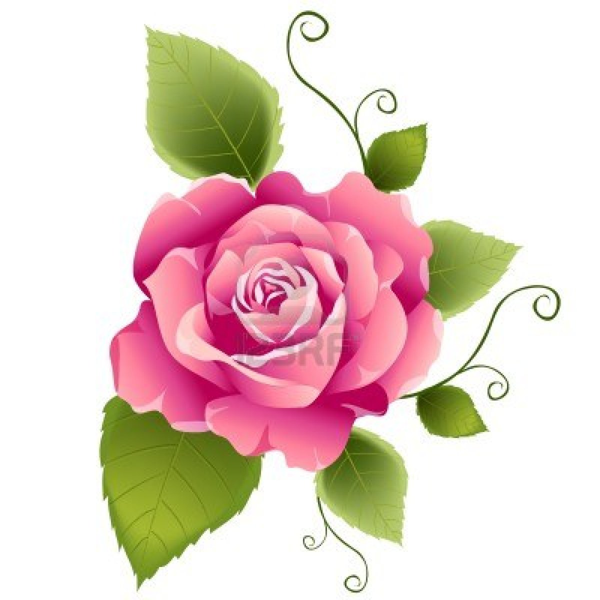 Pink Rose Clip Art