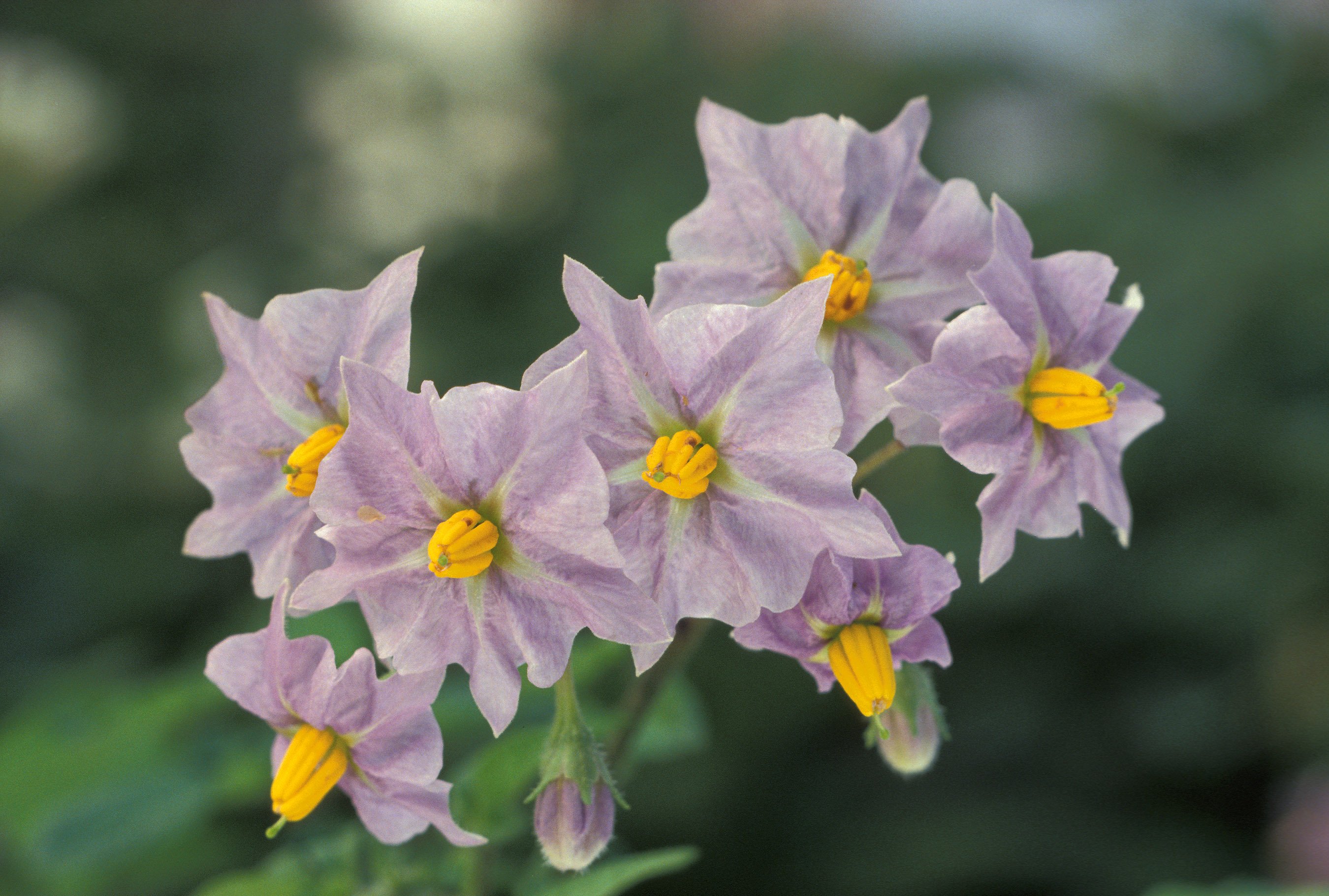 Potato Flower