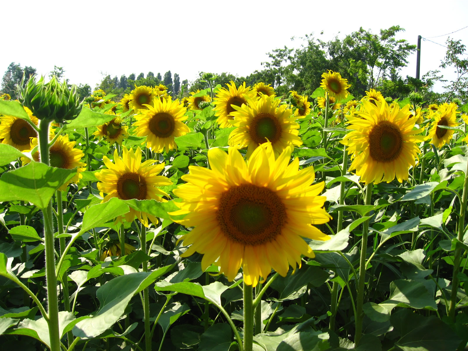 Sunflowers Plants and Flowers