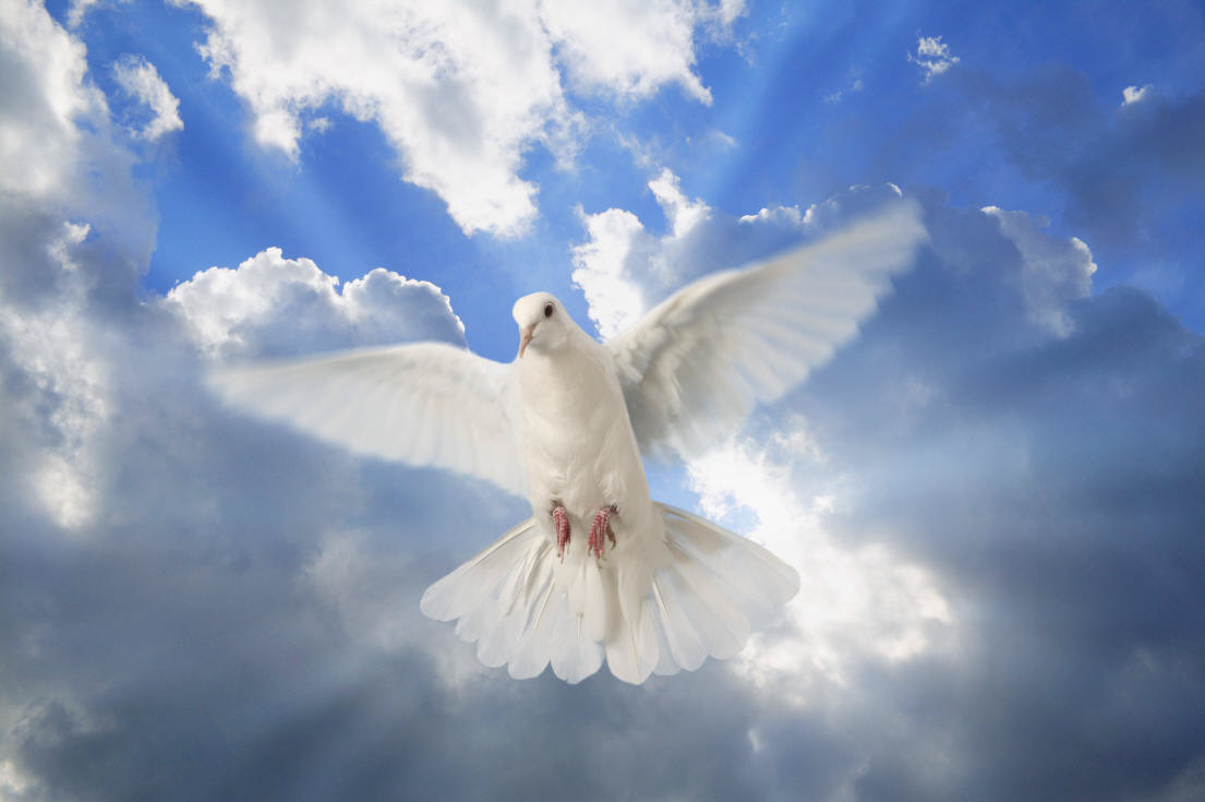 White Dove Holy Spirit