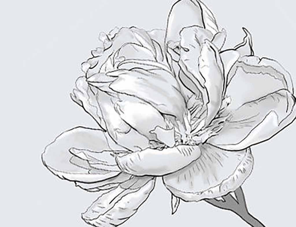 Amazing Flower Designs Drawings