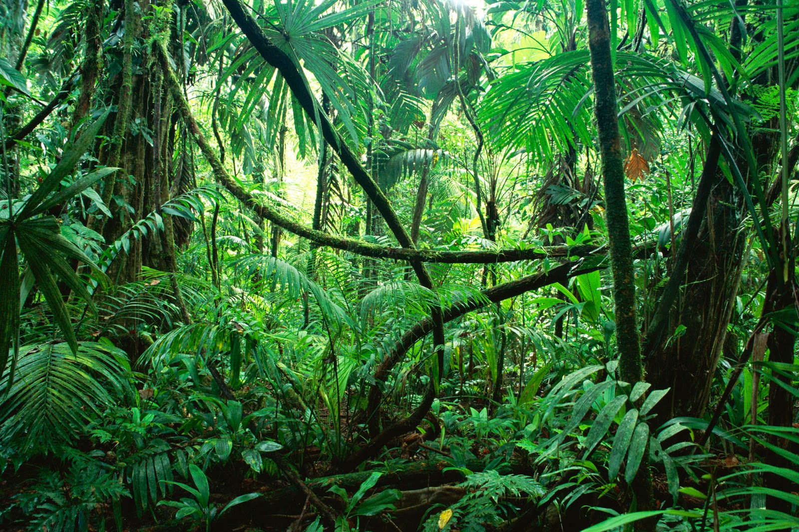 Amazon Jungle Tropical Rainforest