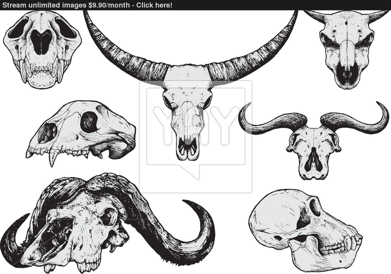 Animal Skull Vector