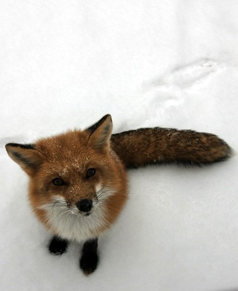 Cute Animal Snow Fox