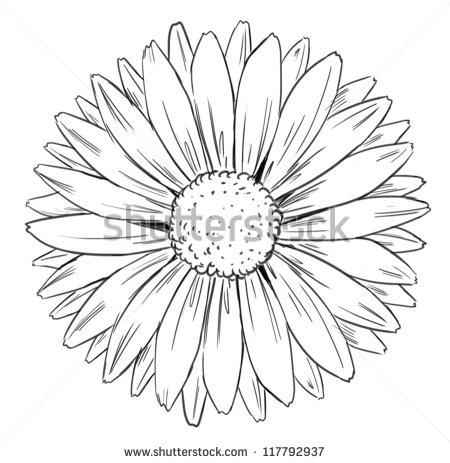 Daisy Drawing Outline