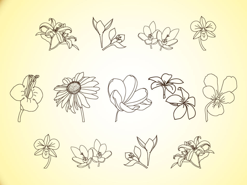 Flower Line Illustration