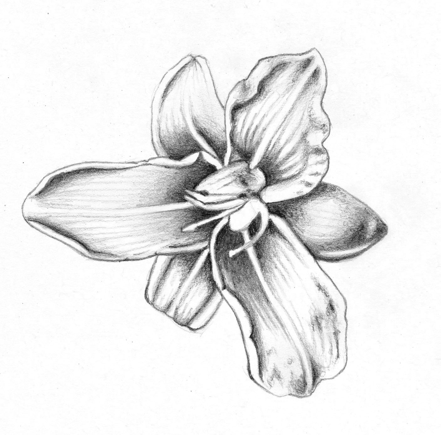 Lily Flower Tattoo Drawing