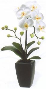 Orchid Flower Pots Ceramic