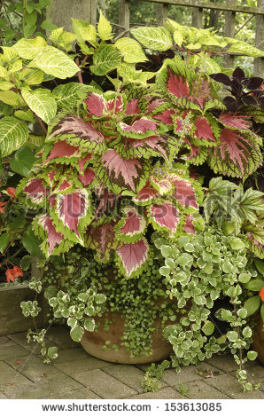 Ornamental Garden Plants