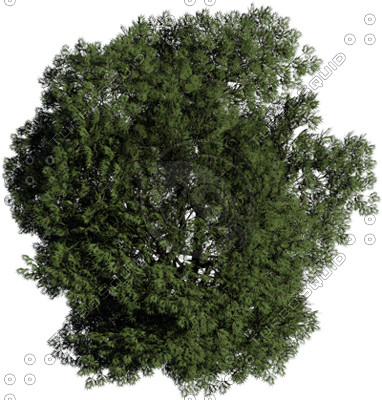 Plan View Trees Photoshop Texture