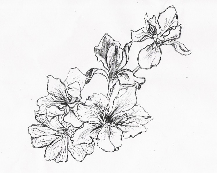 Simple Flower Designs Drawings