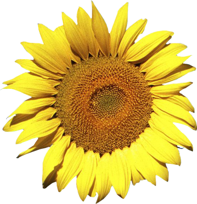 Sunflower PSD