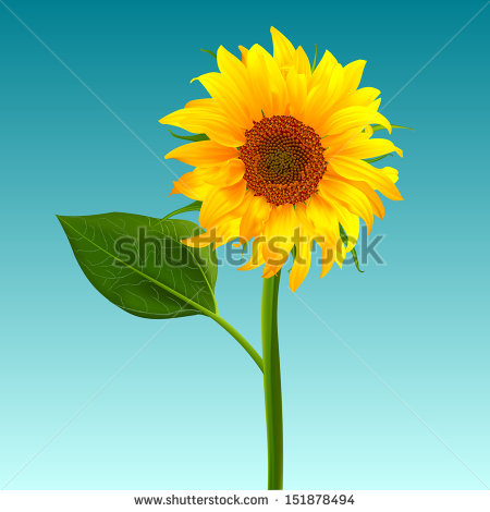 Sunflower Vector Art