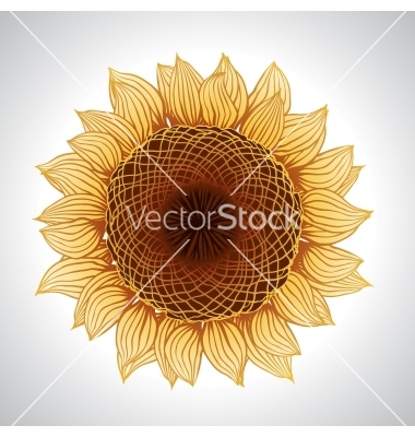 Sunflower Vector Free