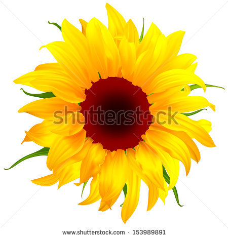 Sunflower Vector Illustration