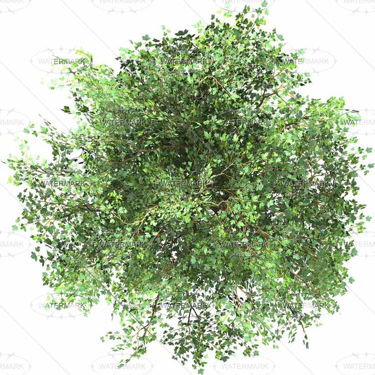 11 Photoshop Trees Plan View Images Top View Trees Plans Top View Trees Plans And Plan View Trees Photoshop Texture Newdesignfile Com