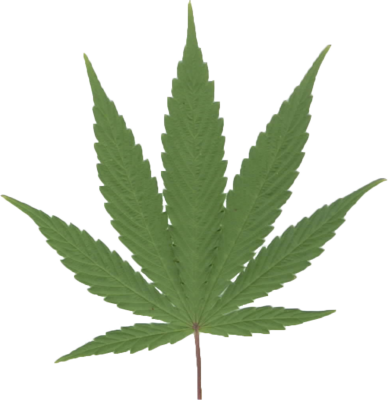 Weed Leaf PSD