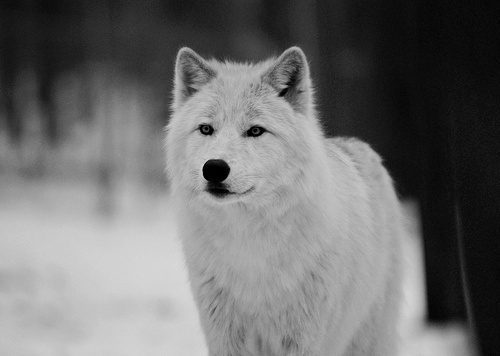 White Wolves with Green Eyes