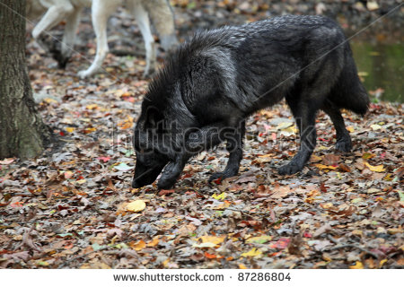 Wolf Tracking Prey