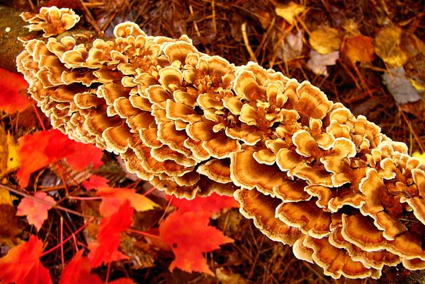 Beautiful Forest Floor Leaves