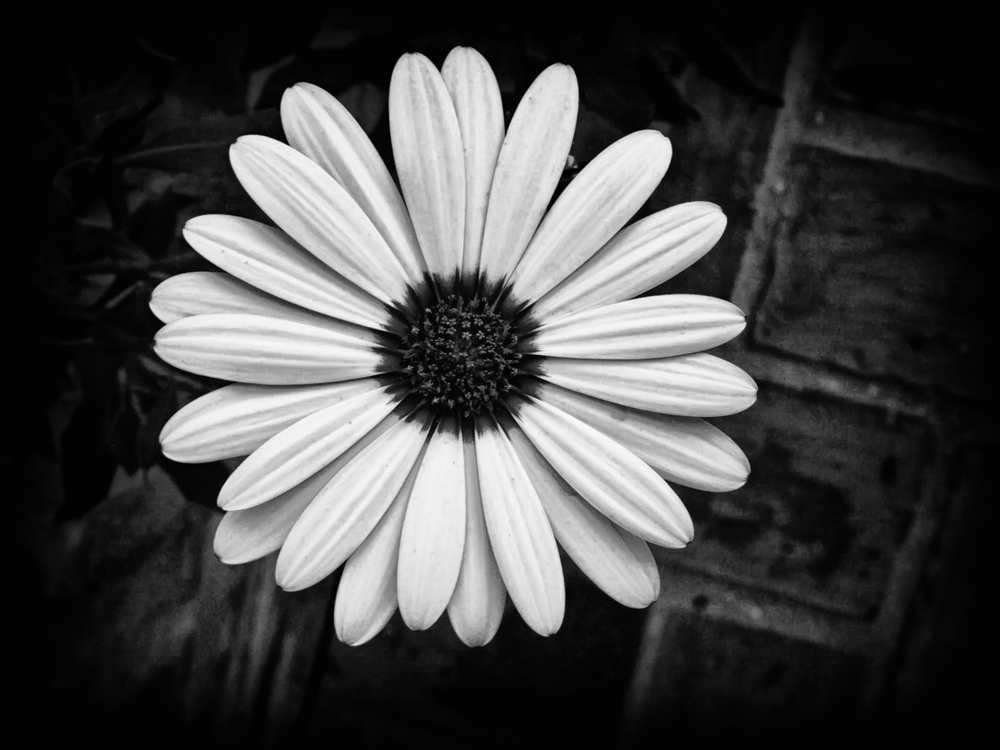 Black and White Flowers