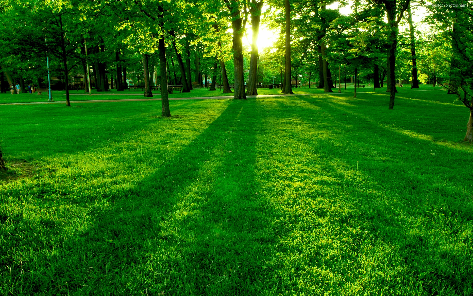 Green Nature Desktop Green Nature Desktop