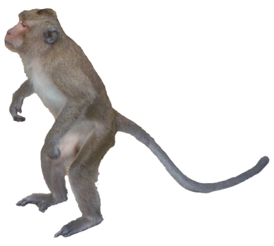 Monkey PSD