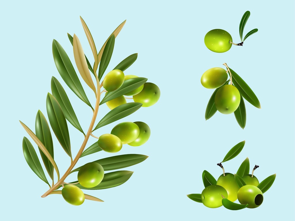 Olive Tree Branch Vector