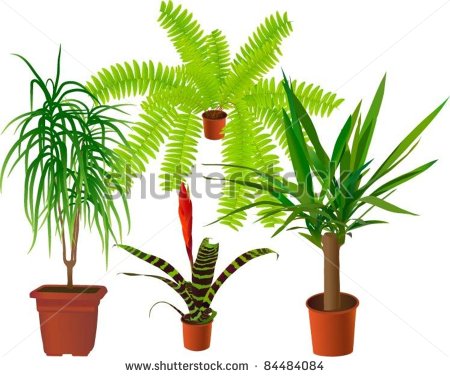 Plant Vector