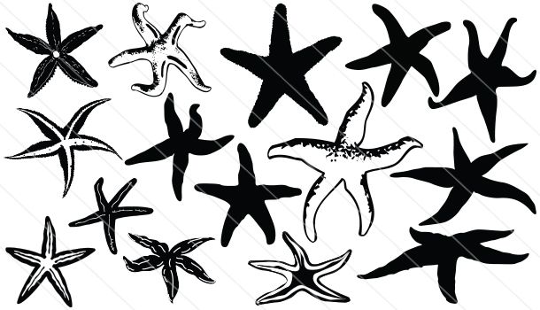 Starfish Silhouette Clip Art