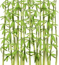 Bamboo Vector