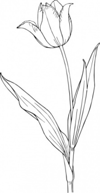 Tulip Clip Art Black and White