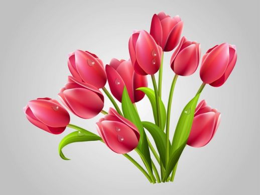 Tulips Flowers Clip Art Realistic