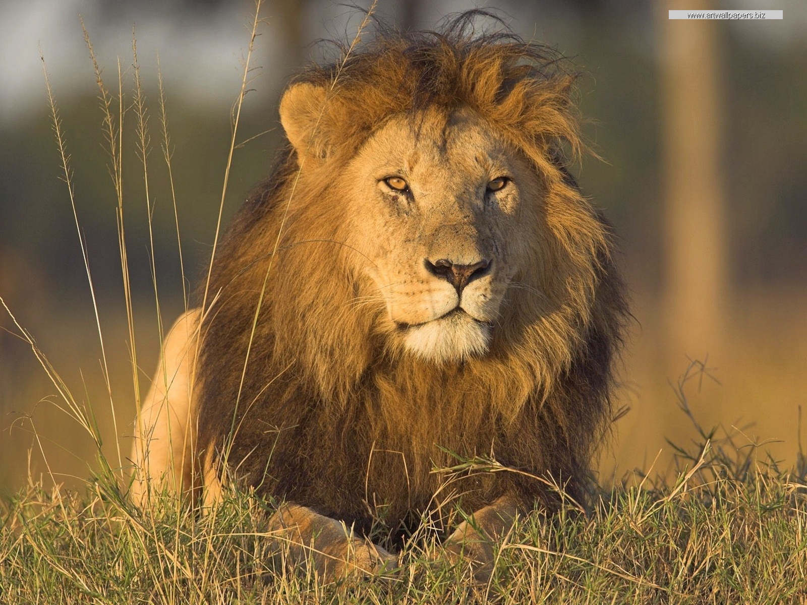 African Lions Wild Animals