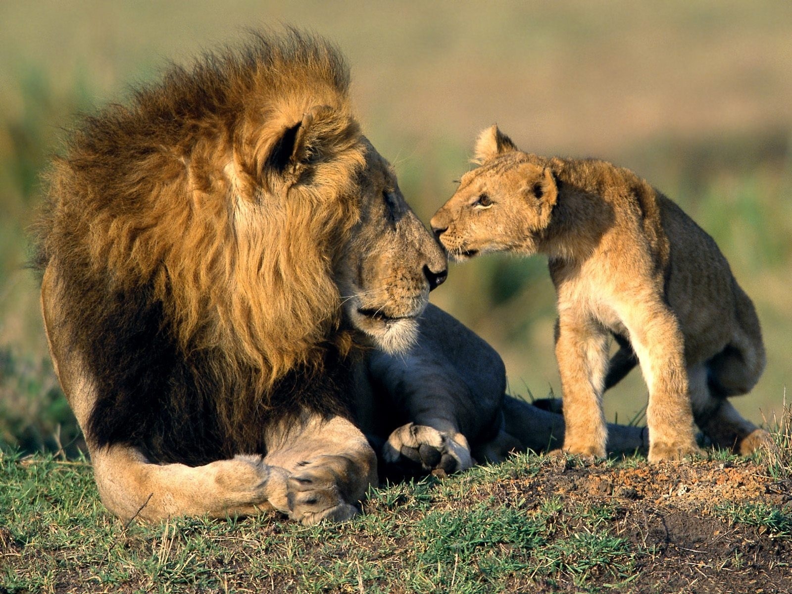 African Lions Wild Animals