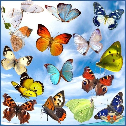 Amazing Butterflies Clip Art