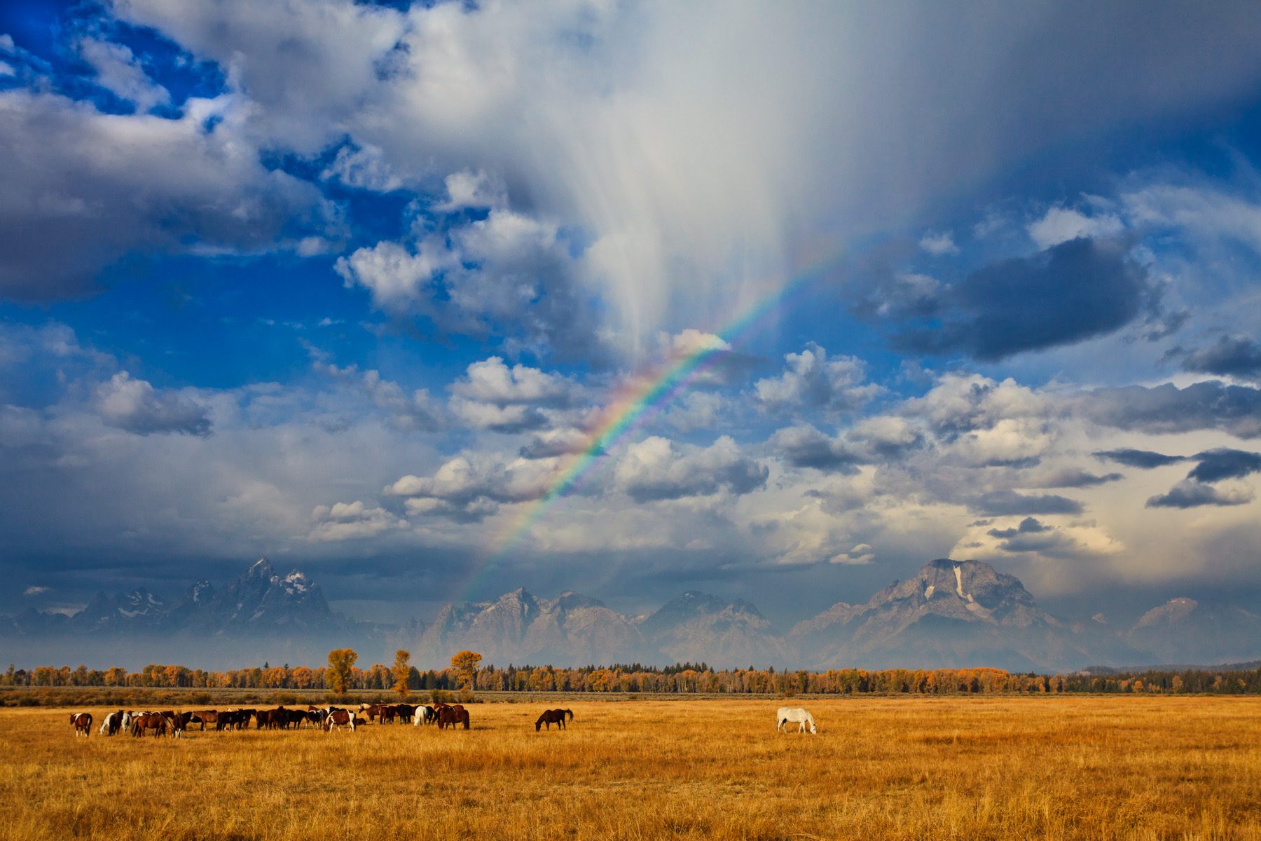 American Landscape