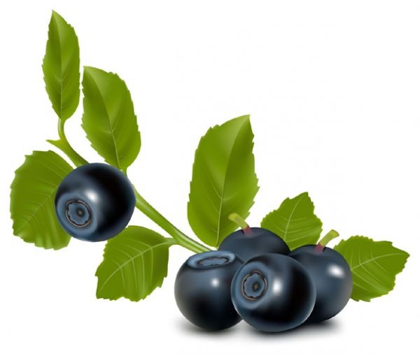 Blueberry Vector