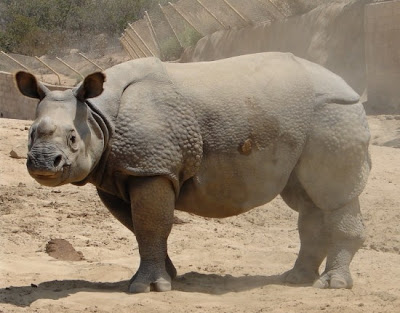 Born in San Diego's Wild Animal Park on 25 January 2005