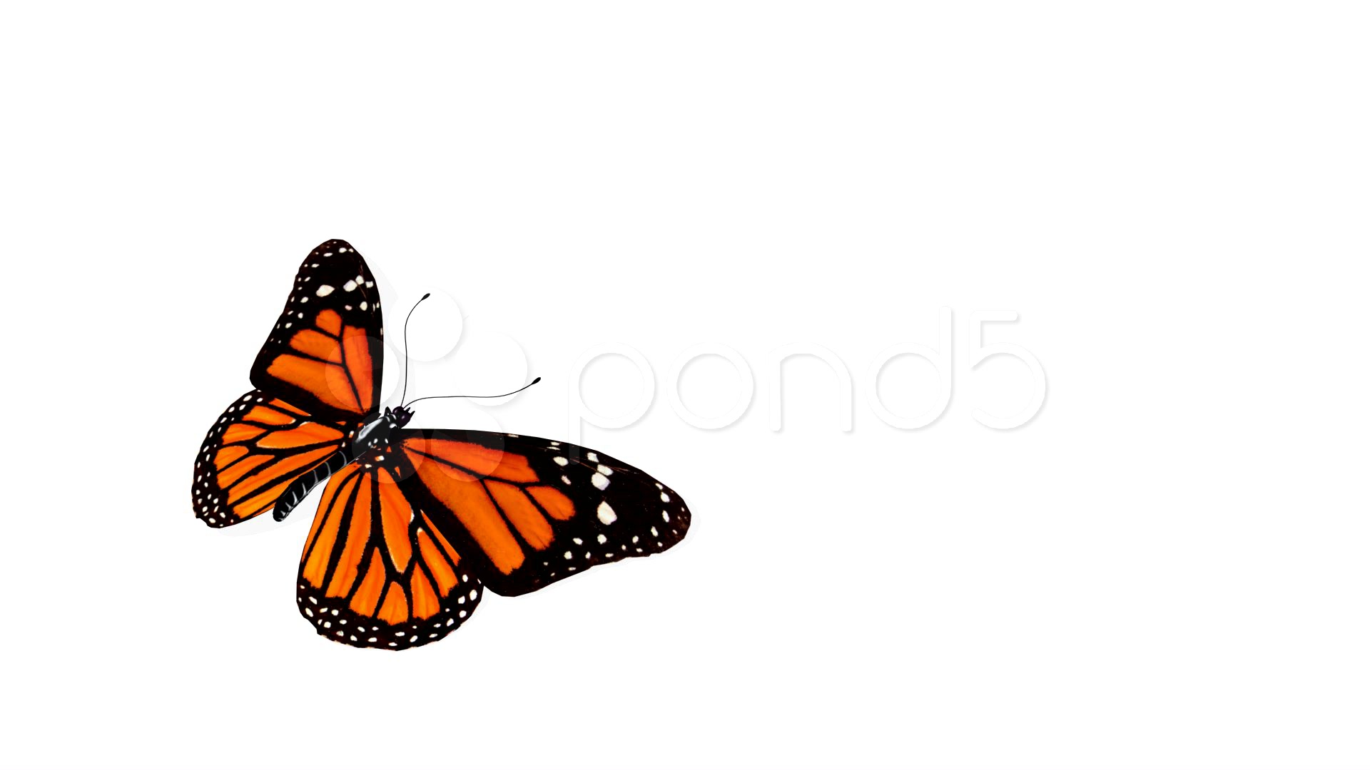 animated monarch butterfly clip art free - photo #29