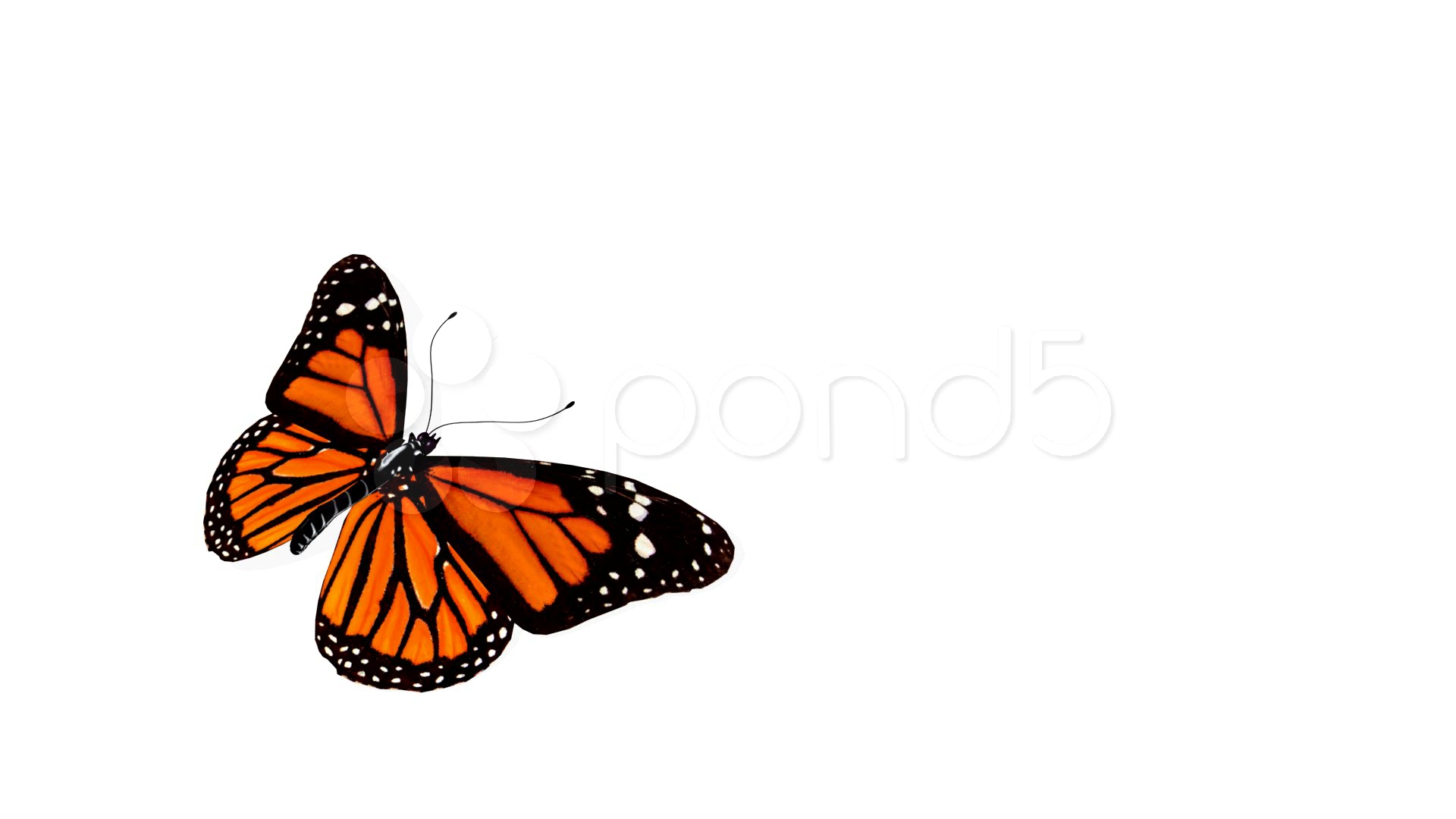 Butterfly Animation