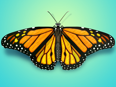 Butterfly Illustrations Free