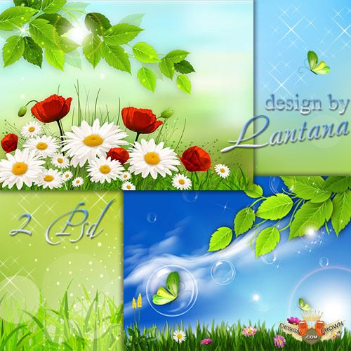 Daisies and Butterflies Spring
