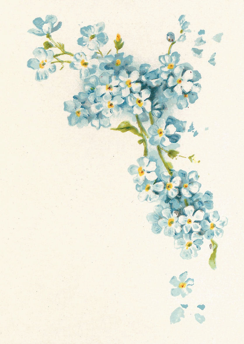 Forget Me Not Flower Design