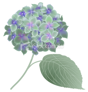 Free Hydrangea Clip Art Free Hydrangea Clip Art