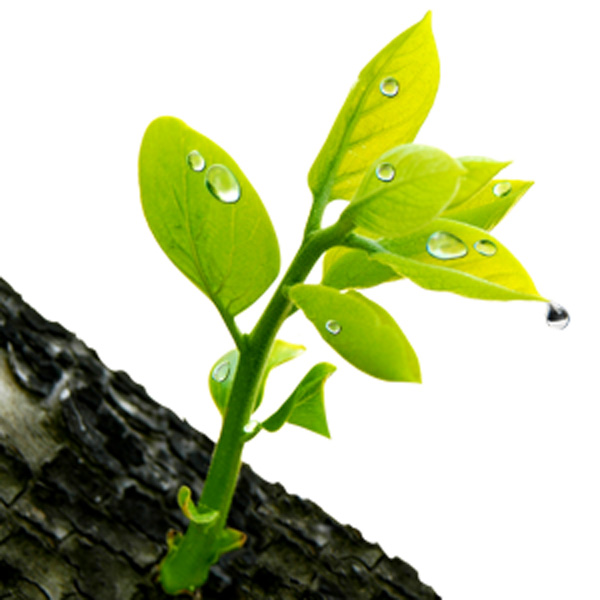 Green Leaves and Flower Designs