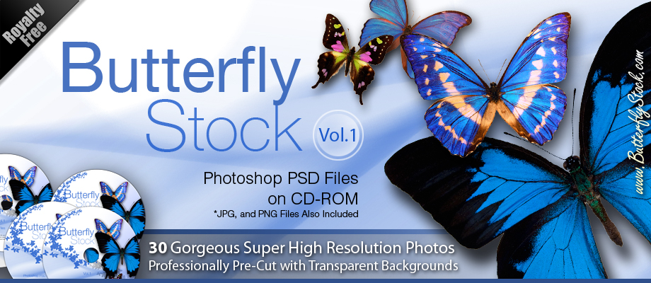 High Resolution Butterfly High Resolution Butterfly