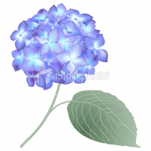 Hydrangea Vector Clip Art