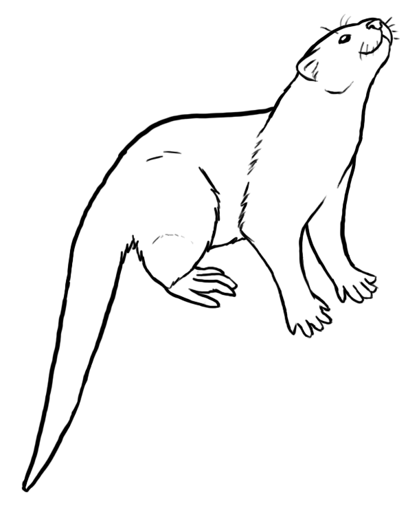 Otter Line Drawing