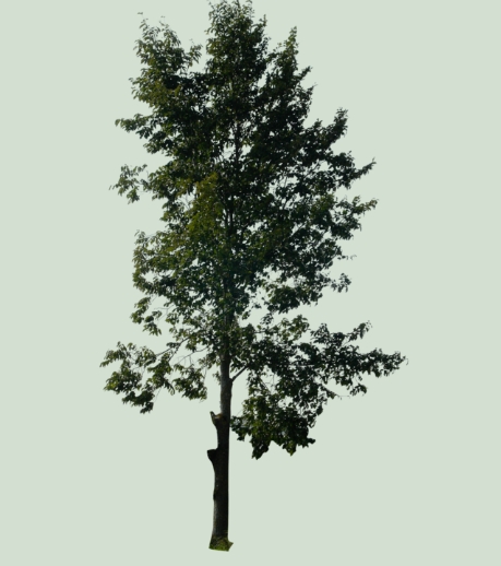 Photoshop Tree PSD